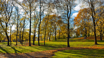 Fototapeta premium park in autumn, in the photo silhouettes of trees and shadows from the bright sun