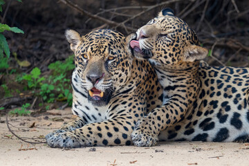 Fototapeta na wymiar Jaguar female with young