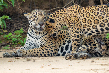 Jaguar female with young