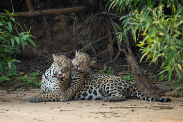 Jaguar female with young