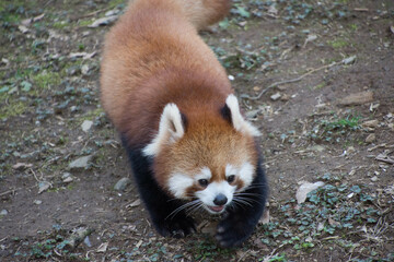 レッサーパンダ