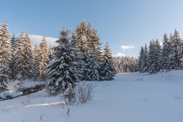 Winter Romanian landscape. Snowy Carpathian forests.