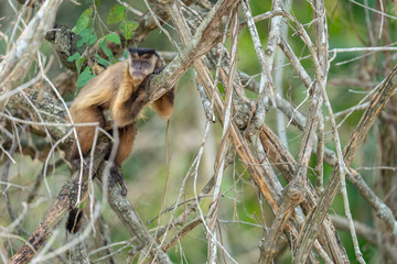 Hooded capuchin monkey in a tree