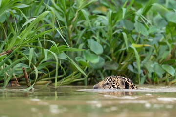 Fototapeta na wymiar Jaguar swim in the river