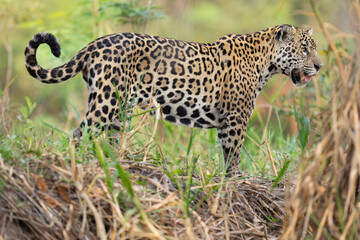 Jaguar amongst green leaves