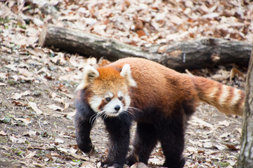 レッサーパンダ