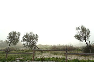 Three trees and a fence in the fog