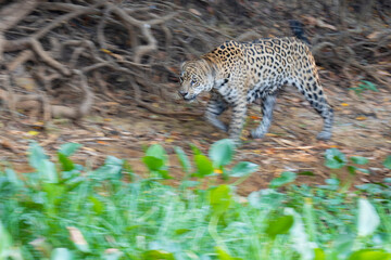 Jaguar amongst green leaves