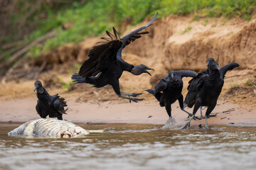 Black vulture fighting over a caiman carcass