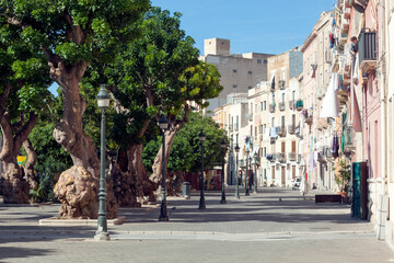 Trapani. Viale con le Eritrine “piante del corallo” © Guido