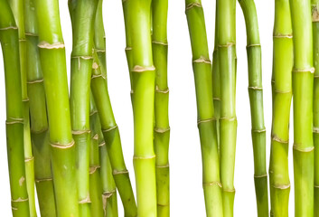Green bamboo stalks isolated on a white background. Set  bamboo. Bamboo background
