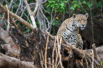 Jaguar in a tree