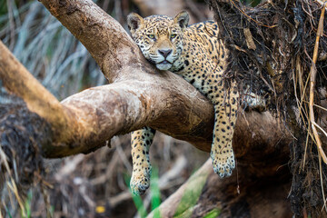 Jaguar in a tree