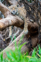 Fototapeta na wymiar Jaguar in a tree