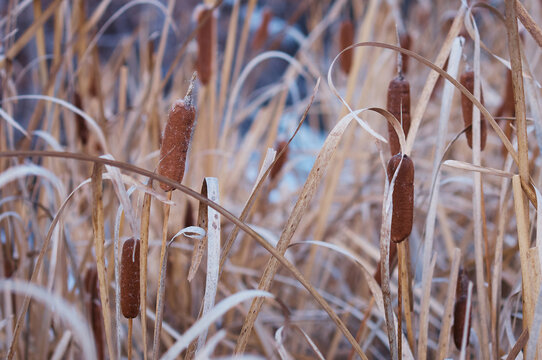 Overgrown dry cattail in winter. Herbaceous plant of lakes, marshes and rivers with brown cylindrical inflorescence. Selective focus.