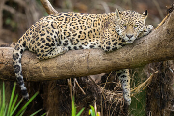Fototapeta na wymiar Jaguar rest in a tree