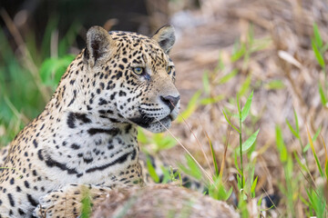 Jaguar close up in vegetation