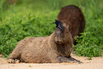 Capybara with a Giant cowbird eating insects from its fur