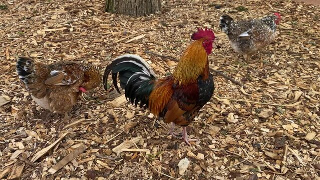 The Cochin large domestic chicken on the farm in South Africa. It derives from large feather-legged chickens brought from China to Europe and North America in the 1840s and 1850s