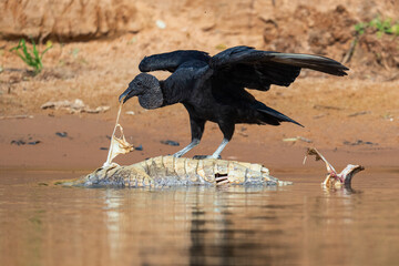 Black vulture fighting over a caiman carcass