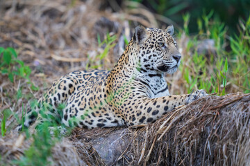 Fototapeta na wymiar Jaguar in vegetation