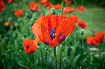 red poppy flowers on a background of blooming poppies