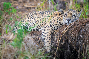Jaguar rest in vegetation