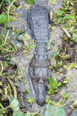 Yacaré Caiman from above