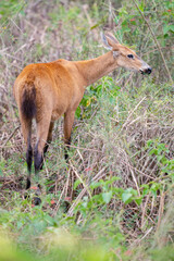 Naklejka na ściany i meble Pantanal marsh deer
