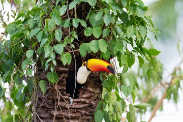 Papier Peint photo Lavable Toucan Toco toucan in a nest in a palm tree