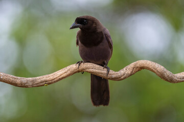 Purplish jay