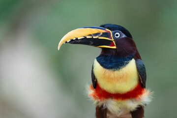 Chestnut-eared Araçari portrait
