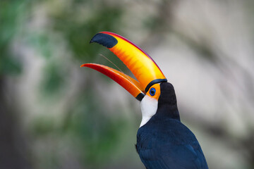 Toco toucan close up