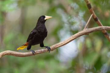 Crested oropendola