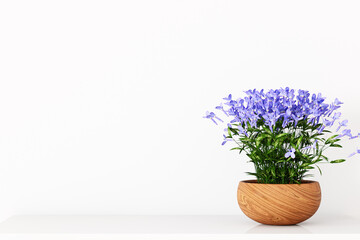 interior background flowers in a pot