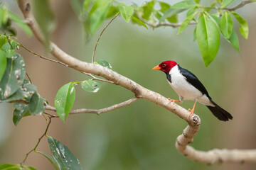 Yellow-billed cardinal/tanager bird in a tree