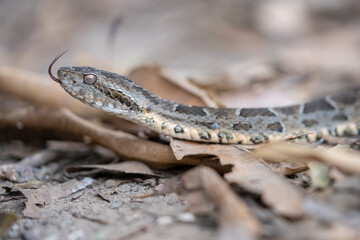 Mato Grosso lancehead pit viper