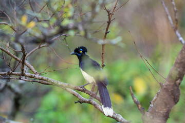 Plush-crested jay in a tree