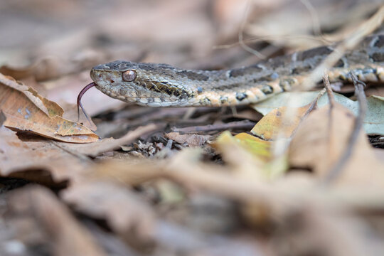 Mato Grosso lancehead pit viper