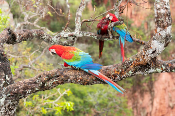 Red and green macaw birds in a tree