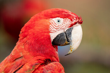 Red and green macaw close up portrait