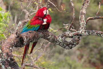 Red and green macaw birds in a tree