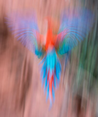 Red and green macaw fly in motion blur