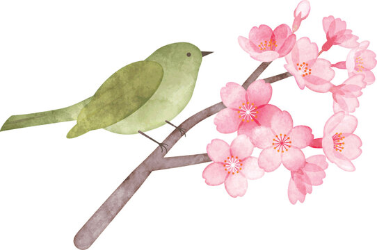 う*す様 うぐいす Uguisu (@Uguisu191612) / Posts / X