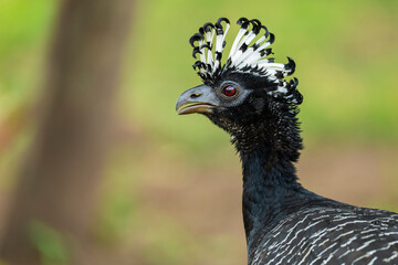 Bare-faced curassow female close up portrait