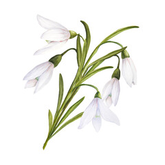 Watercolor easter illustration of bouquet of snowdrops isolated on white background