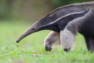 Giant anteater close up