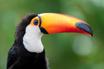 Toco toucan close up portrait