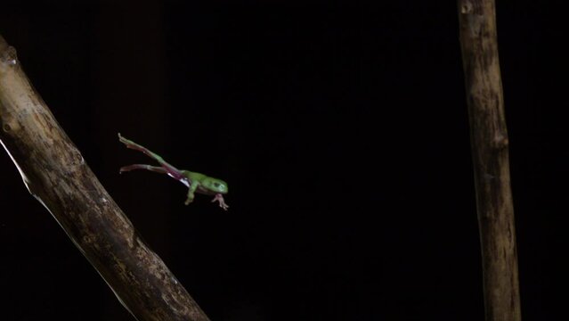 Tree frog jumping off a branch slow motion
