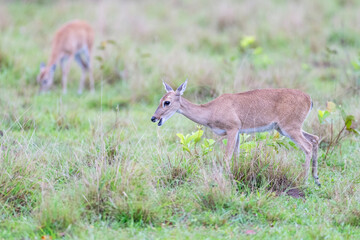 Pampas deer grazing
